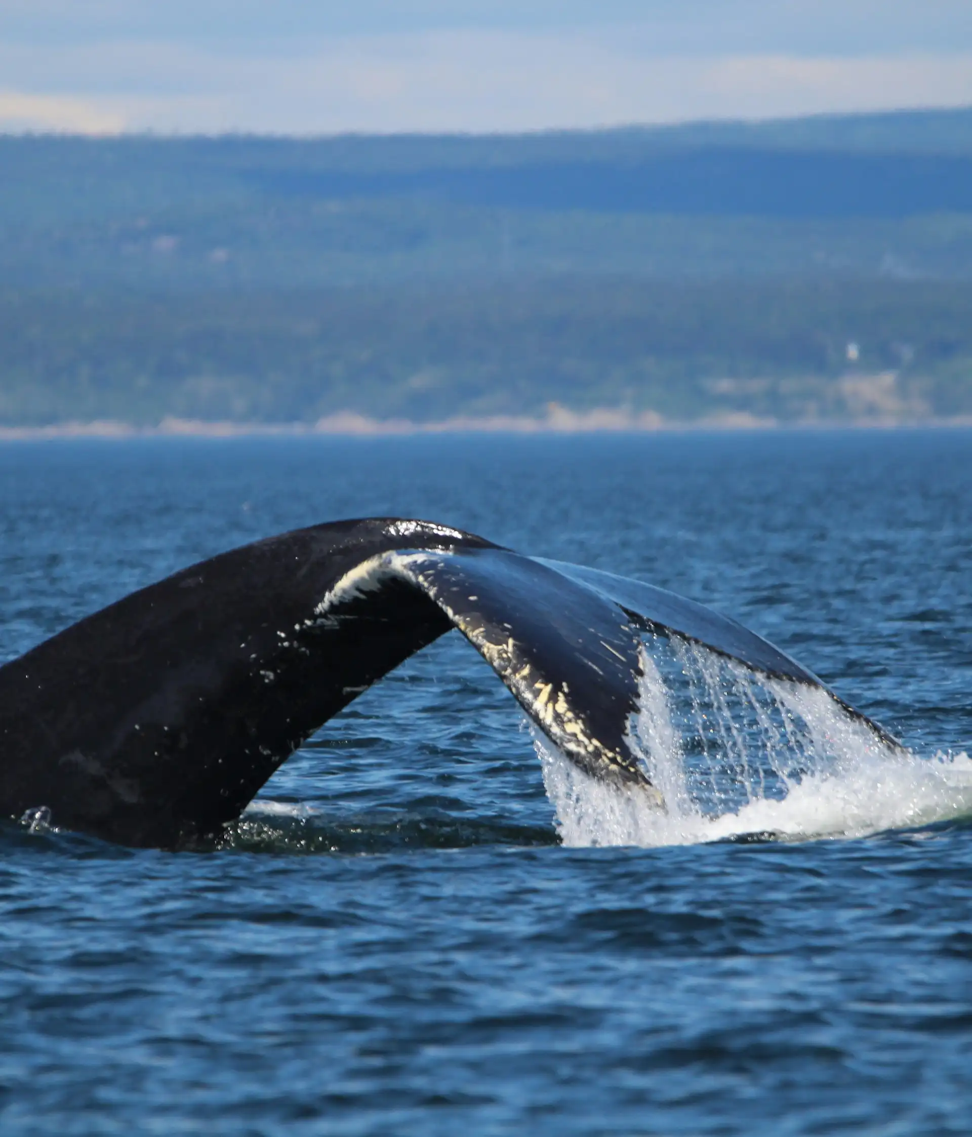 Queue d'une baleine plongeant dans les eaux bleues du fleuve Saint-Laurent avec le relief côtier à l'horizon près de Tadoussac