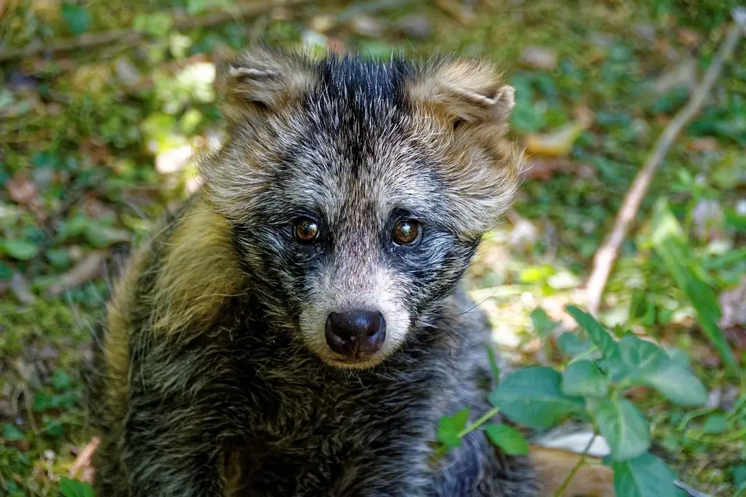 animal-871612_1280.jpg