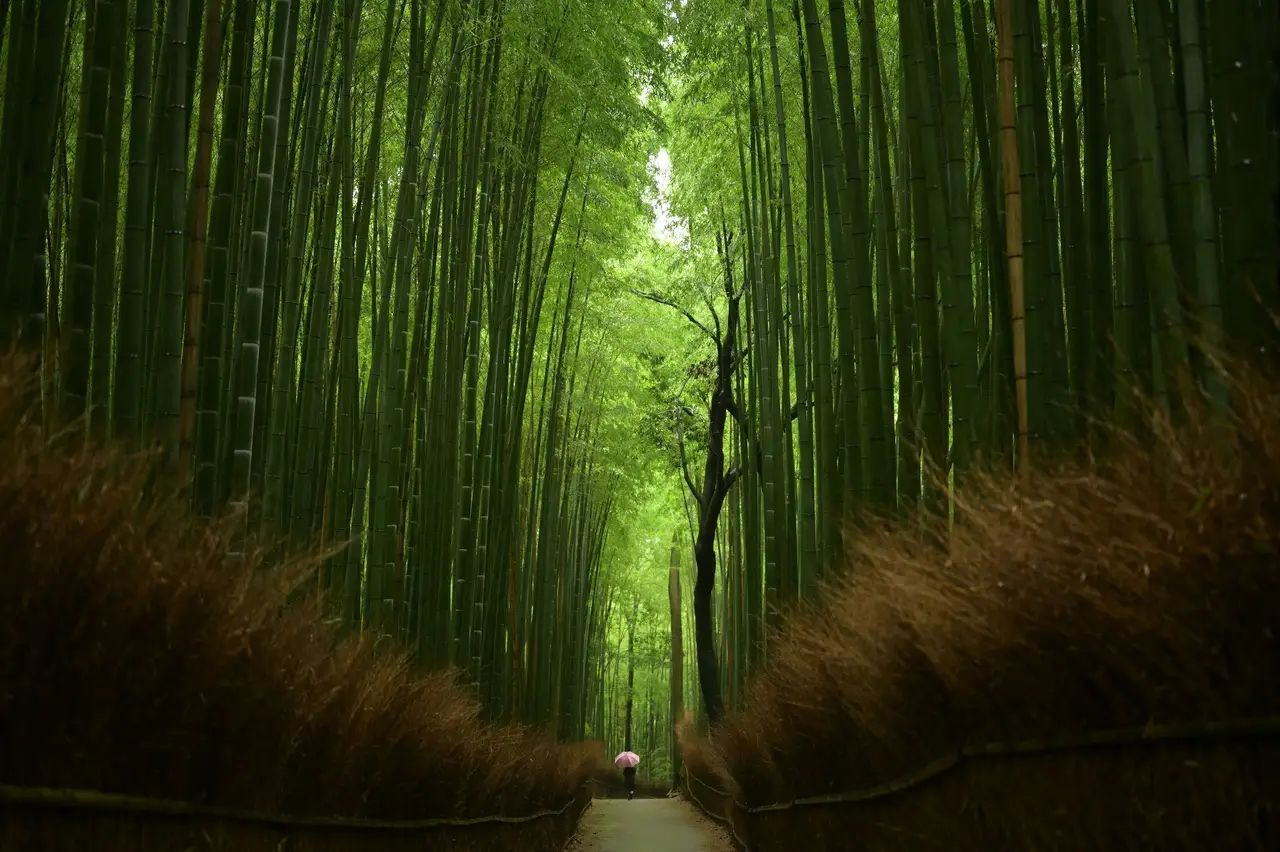Voyage en Asie – chemin au cœur de la bambouseraie d’Arashiyama à Kyoto