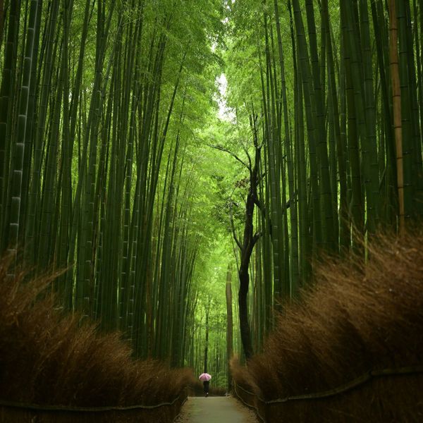 Voyage en Asie – chemin au cœur de la bambouseraie d’Arashiyama à Kyoto