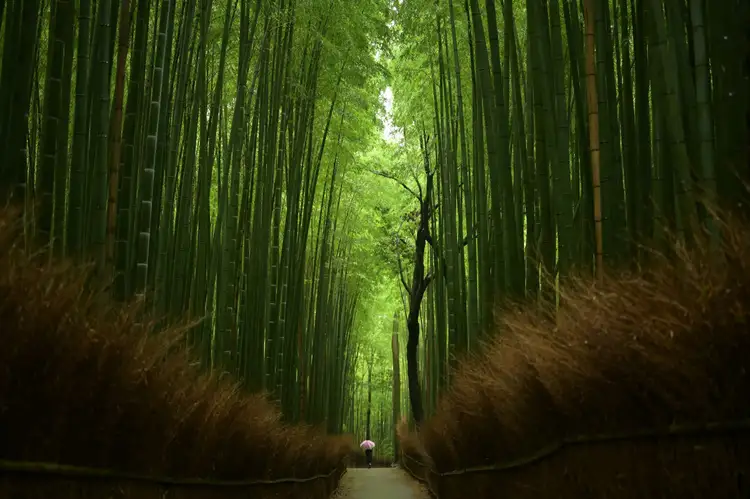 Voyage en Asie – chemin au cœur de la bambouseraie d’Arashiyama à Kyoto