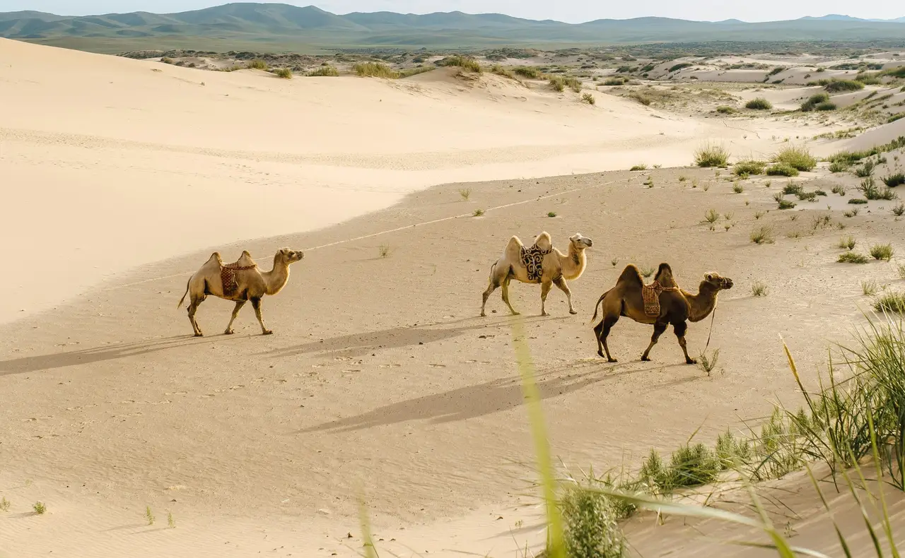 Chameaux de Bactriane sur le sable doré du Gobi