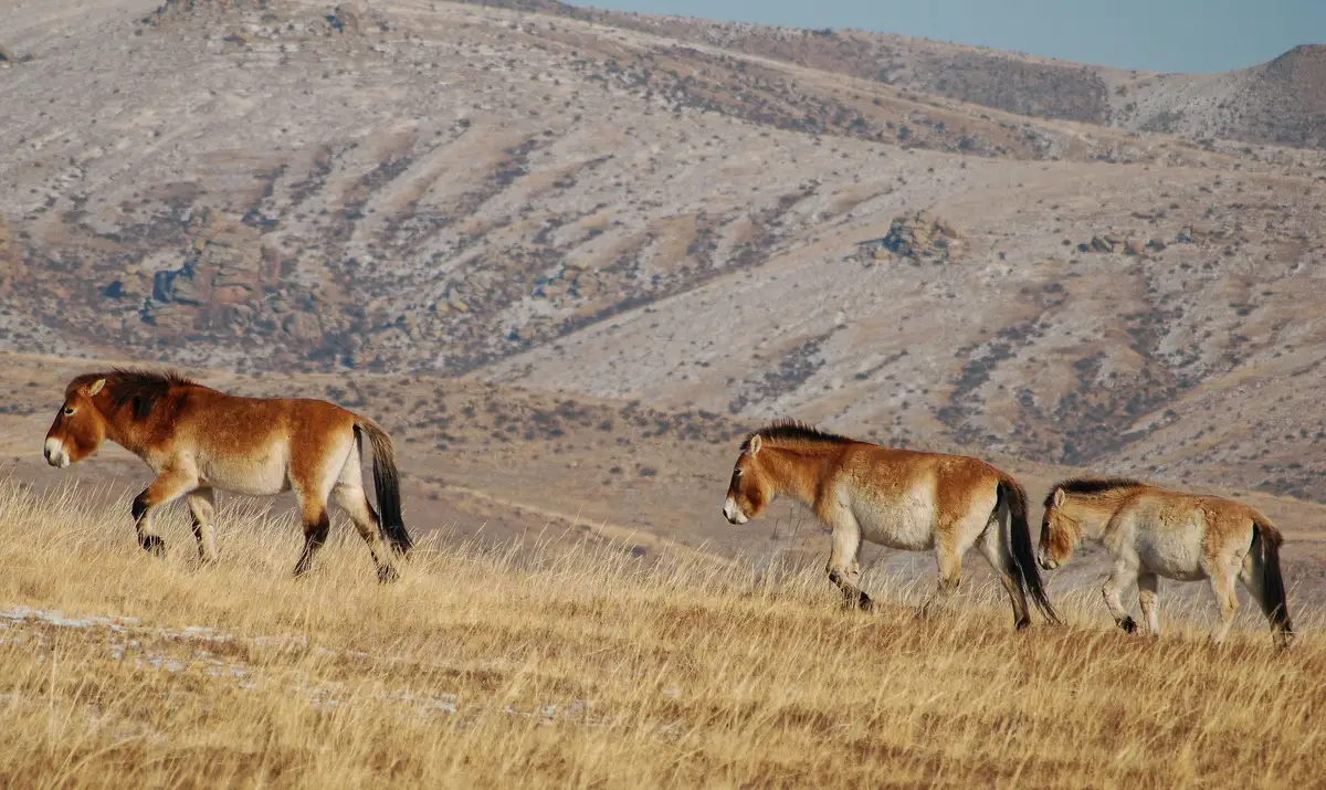 rois chevaux de Przewalski sur les crêtes du parc de Hustaï