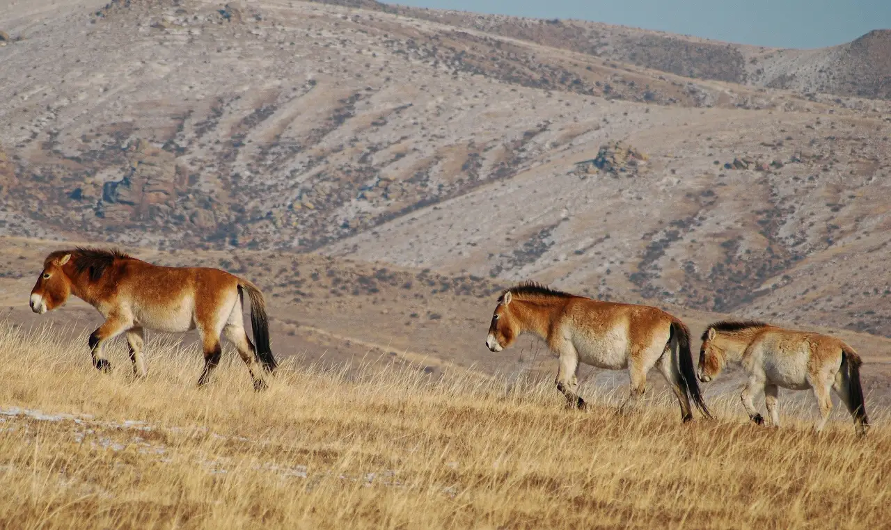 rois chevaux de Przewalski sur les crêtes du parc de Hustaï