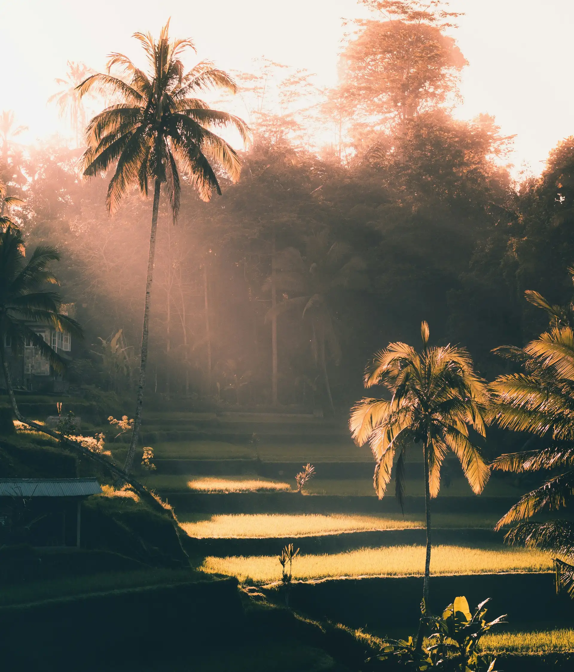 Des cocotiers majestueux émergeant de la brume matinale sous les premiers rayons de soleil dorés à Bali.
