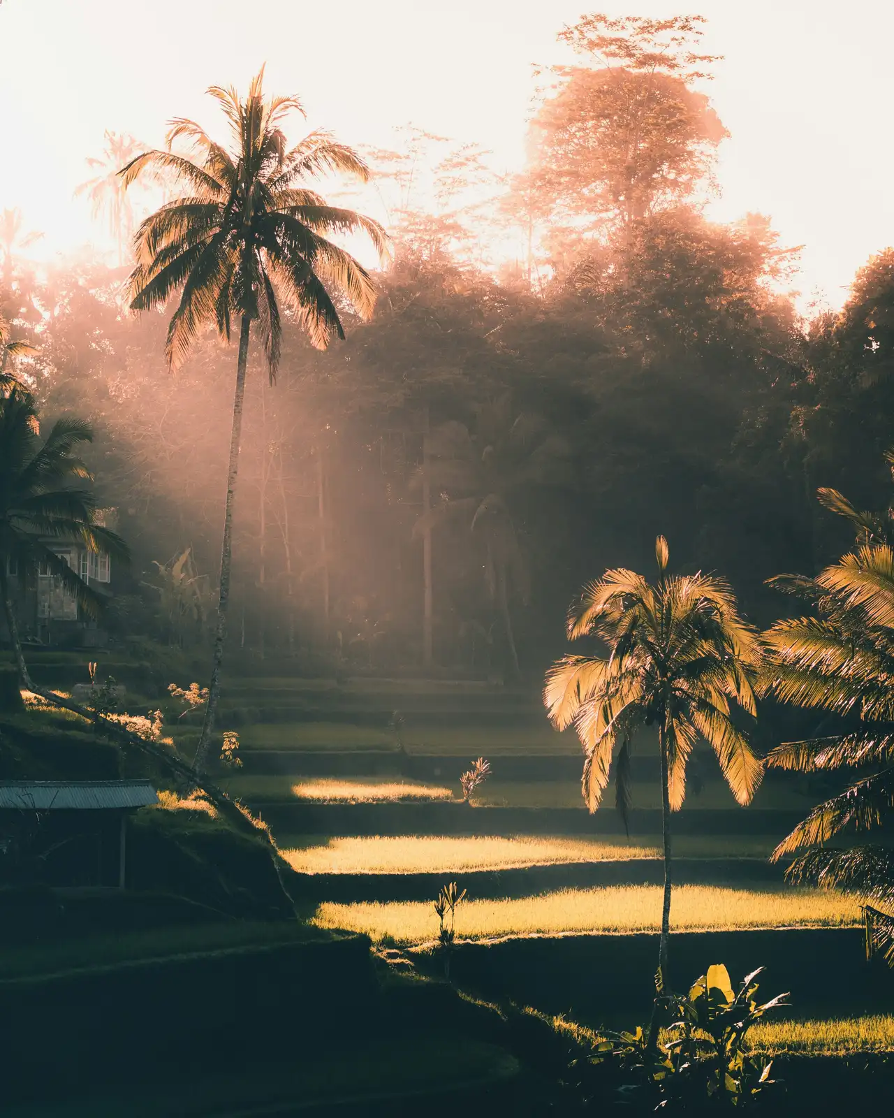 Des cocotiers majestueux émergeant de la brume matinale sous les premiers rayons de soleil dorés à Bali.