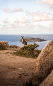 Un kangourou sauvage observé sur le littoral australien lors d'un circuit nature organisé par Shanti Travel.