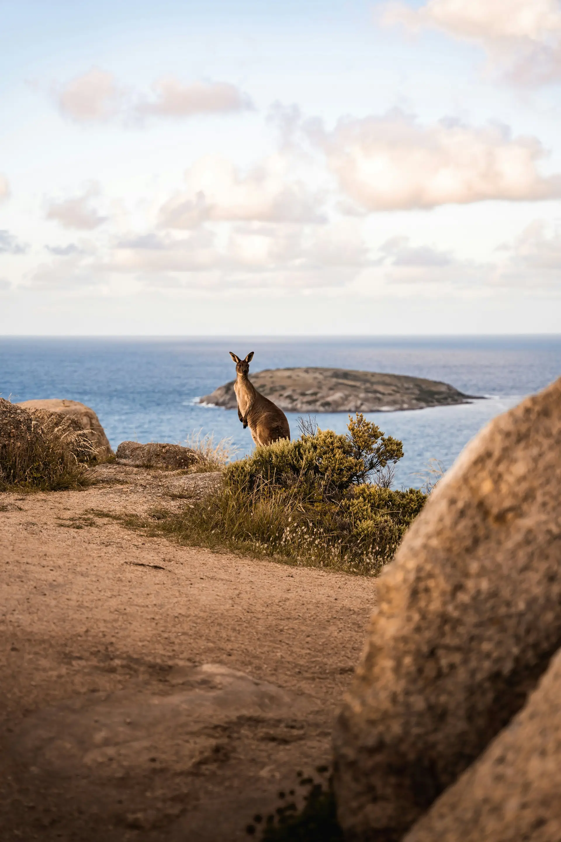 Un kangourou sauvage observé sur le littoral australien lors d'un circuit nature organisé par Shanti Travel.