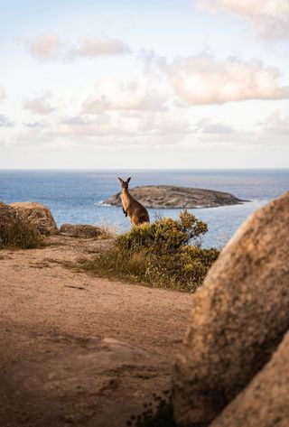 Un kangourou sauvage observé sur le littoral australien lors d'un circuit nature organisé par Shanti Travel.
