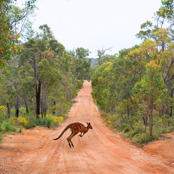 Kangourou bondissant sur une piste de terre au cœur du bush