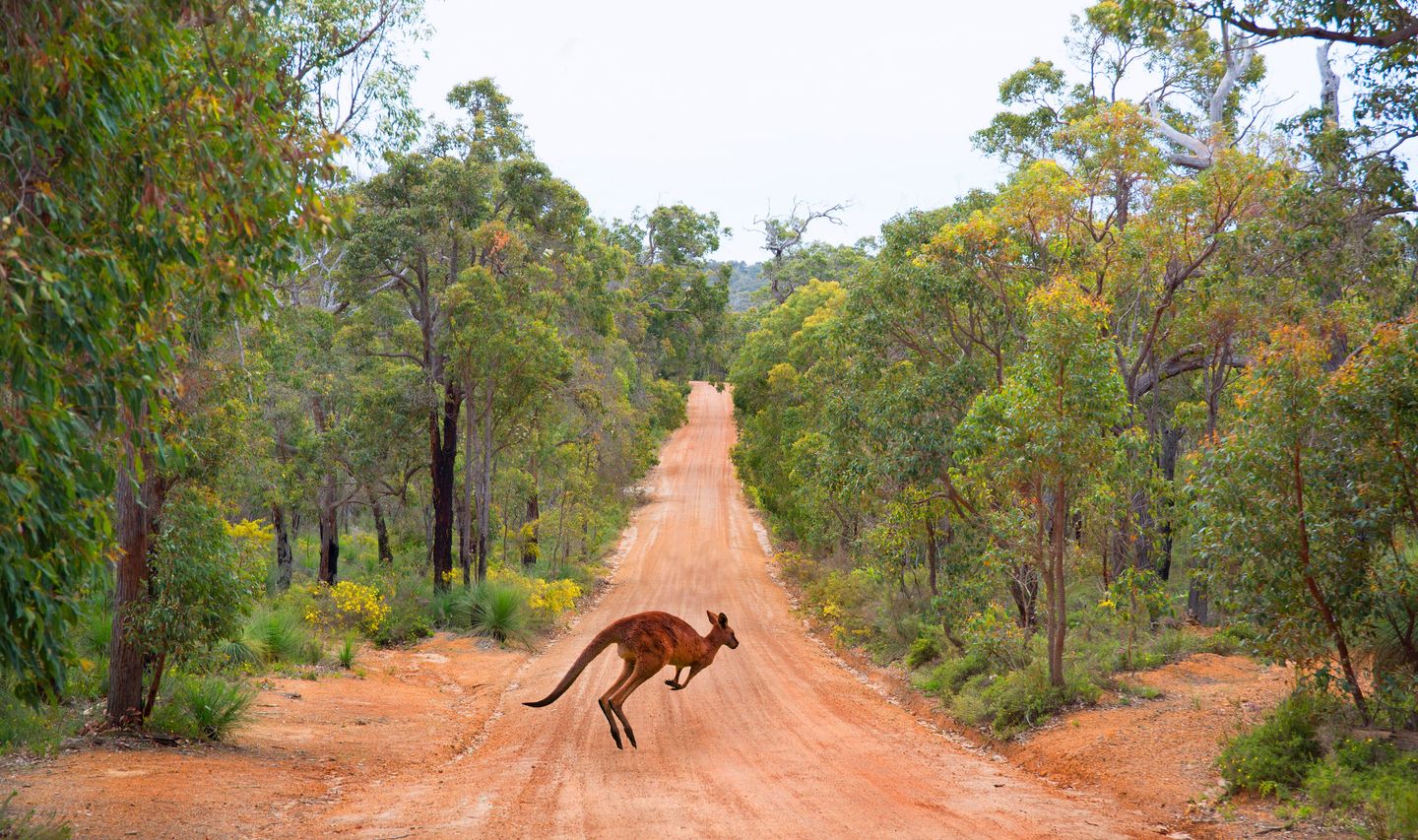 Kangourou bondissant sur une piste de terre au cœur du bush