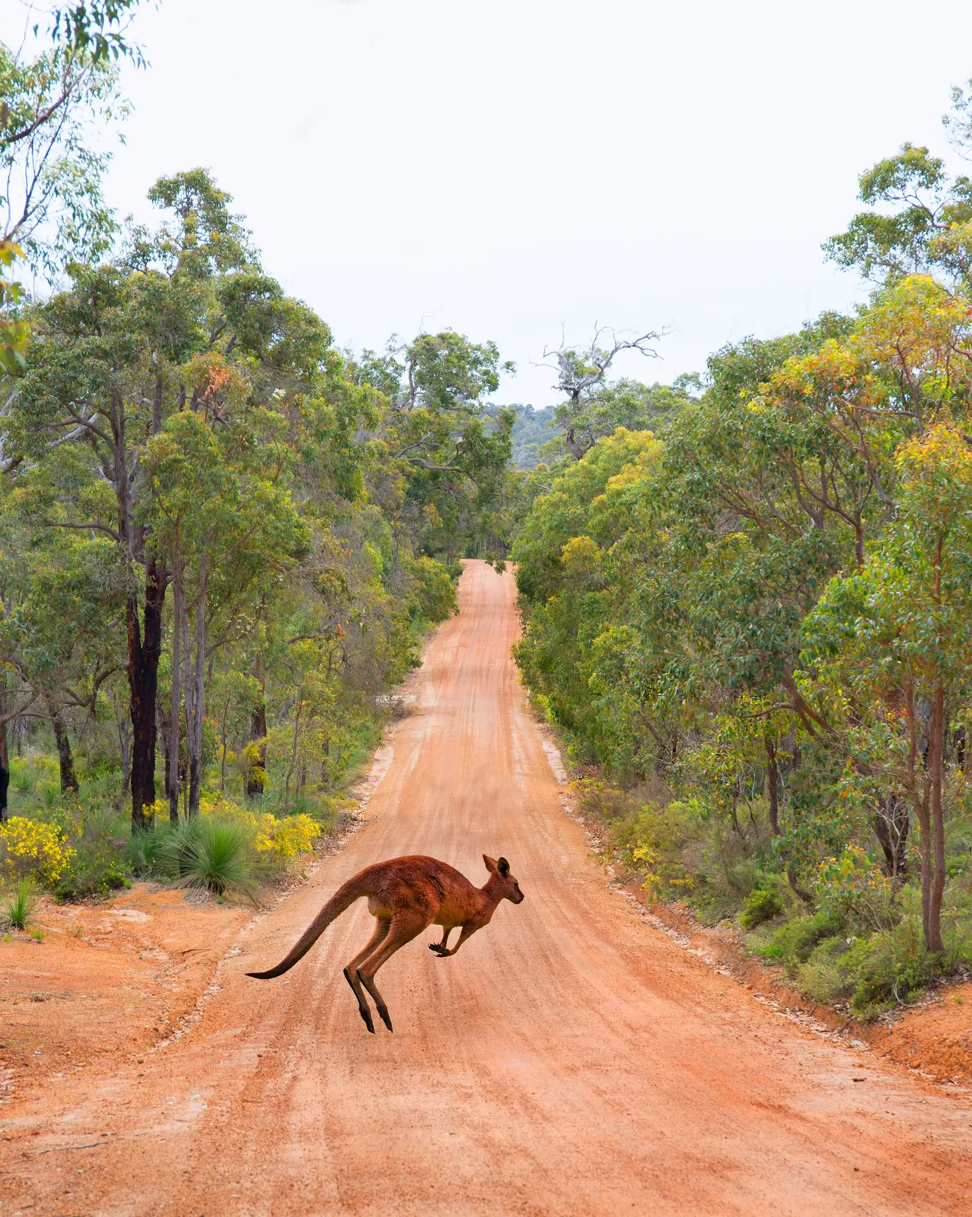 Kangourou bondissant sur une piste de terre au cœur du bush
