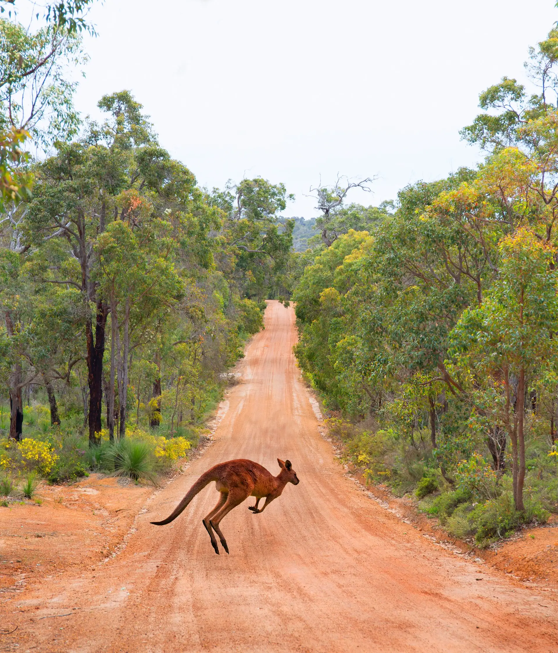 Kangourou bondissant sur une piste de terre au cœur du bush