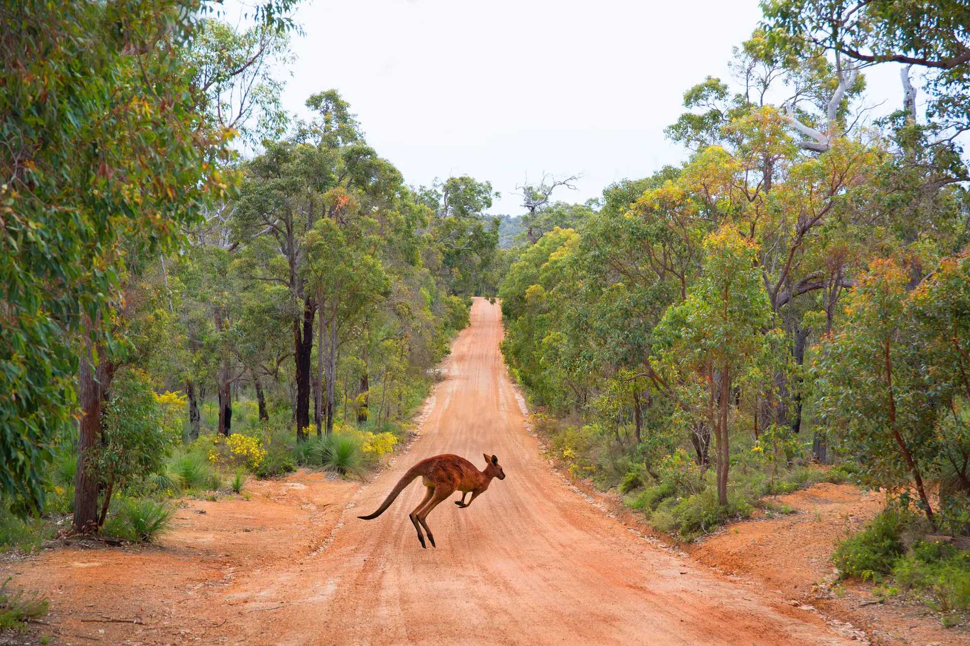 Kangourou bondissant sur une piste de terre au cœur du bush