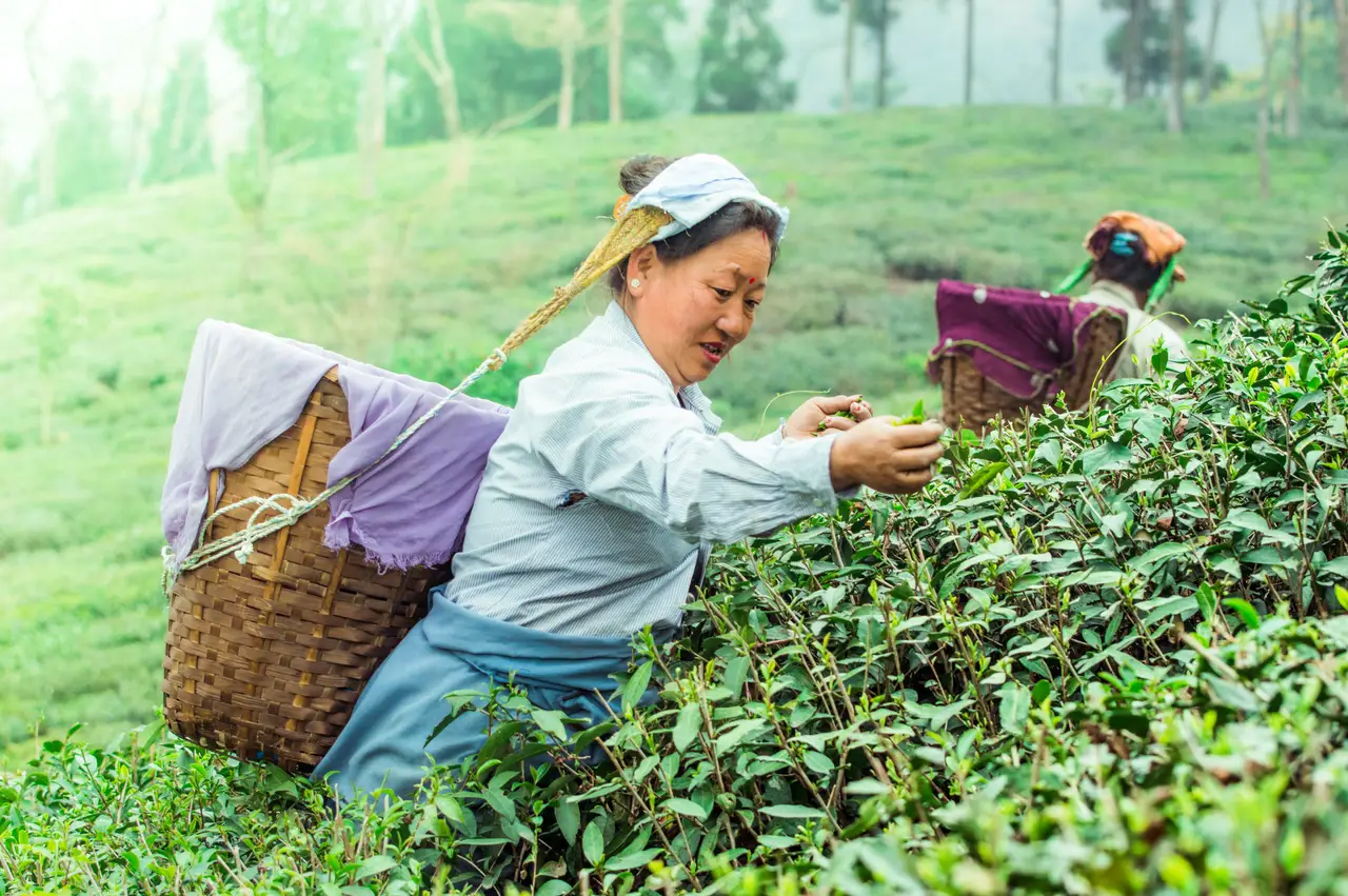 Femme récoltant du thé à Darjeeling