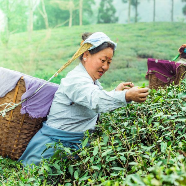 Femme récoltant du thé à Darjeeling