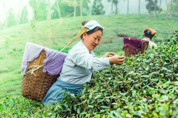 Femme récoltant du thé à Darjeeling