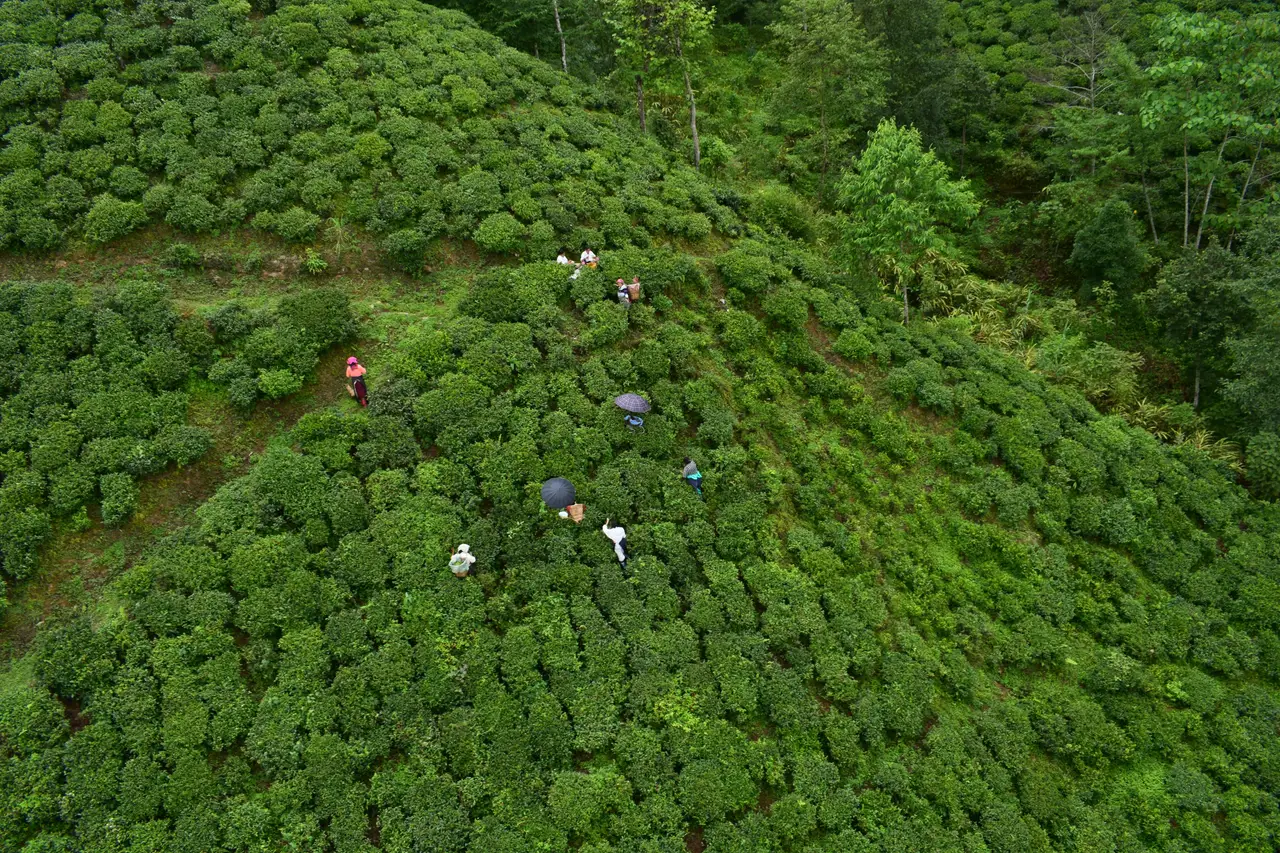 Voyage en Inde du nord-est : Locaux récoltant du thé dans une plantation de thé
