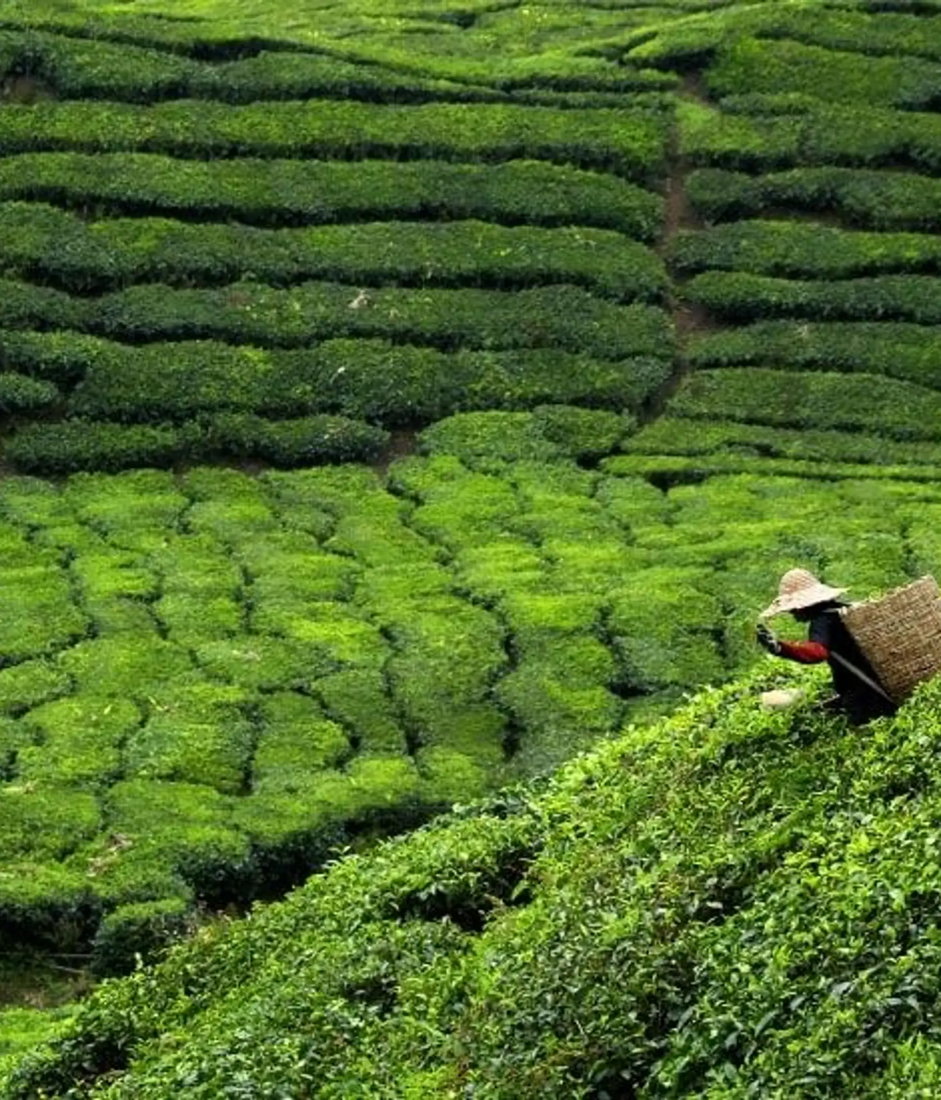 bereisen-sie-die-regionen-sarawak-und-sabah