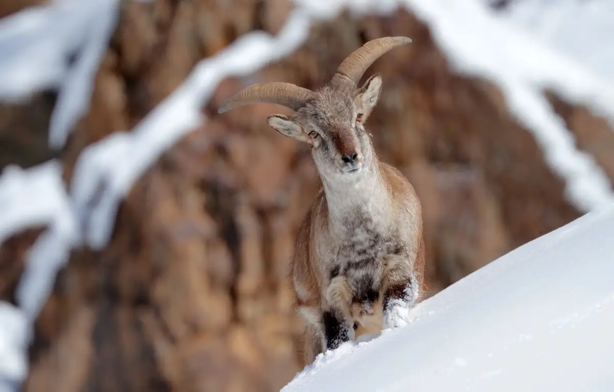 Voyage en Inde, Ladakh : Le caprin Bharal originaire du haut Himalaya