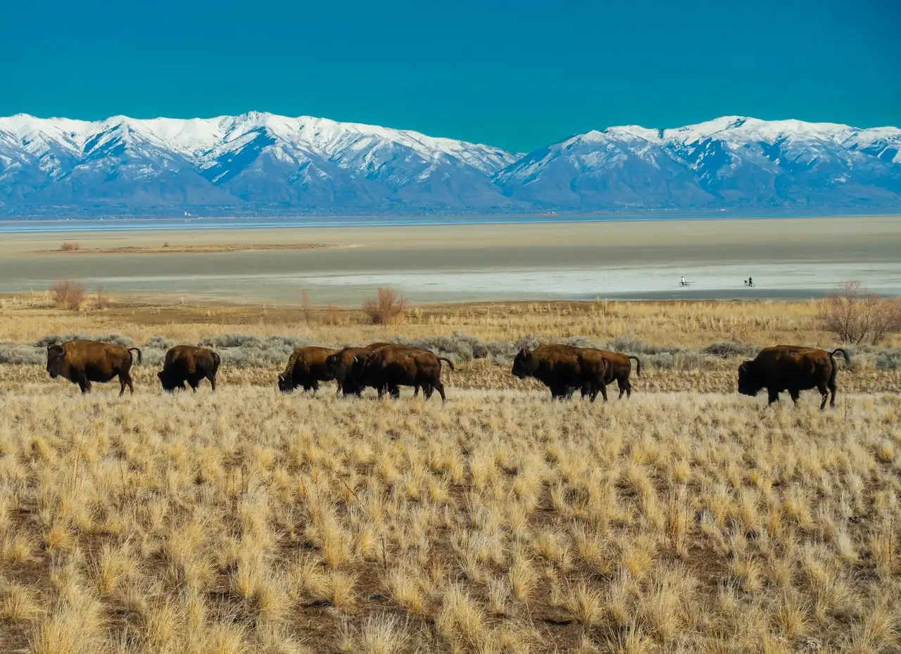 Les bisons dans l'Utah, au coeur du far west américain