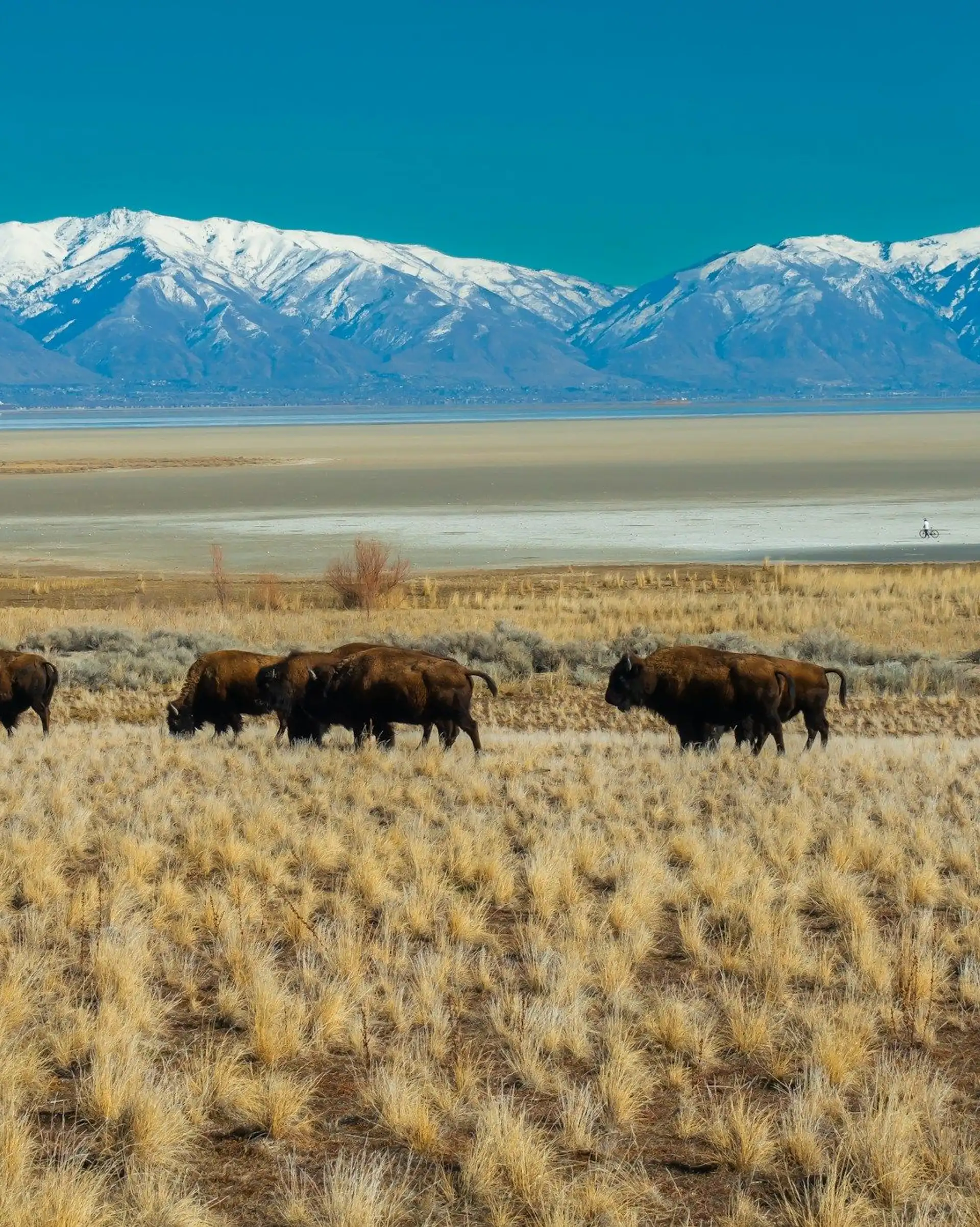 Les bisons dans l'Utah, au coeur du far west américain