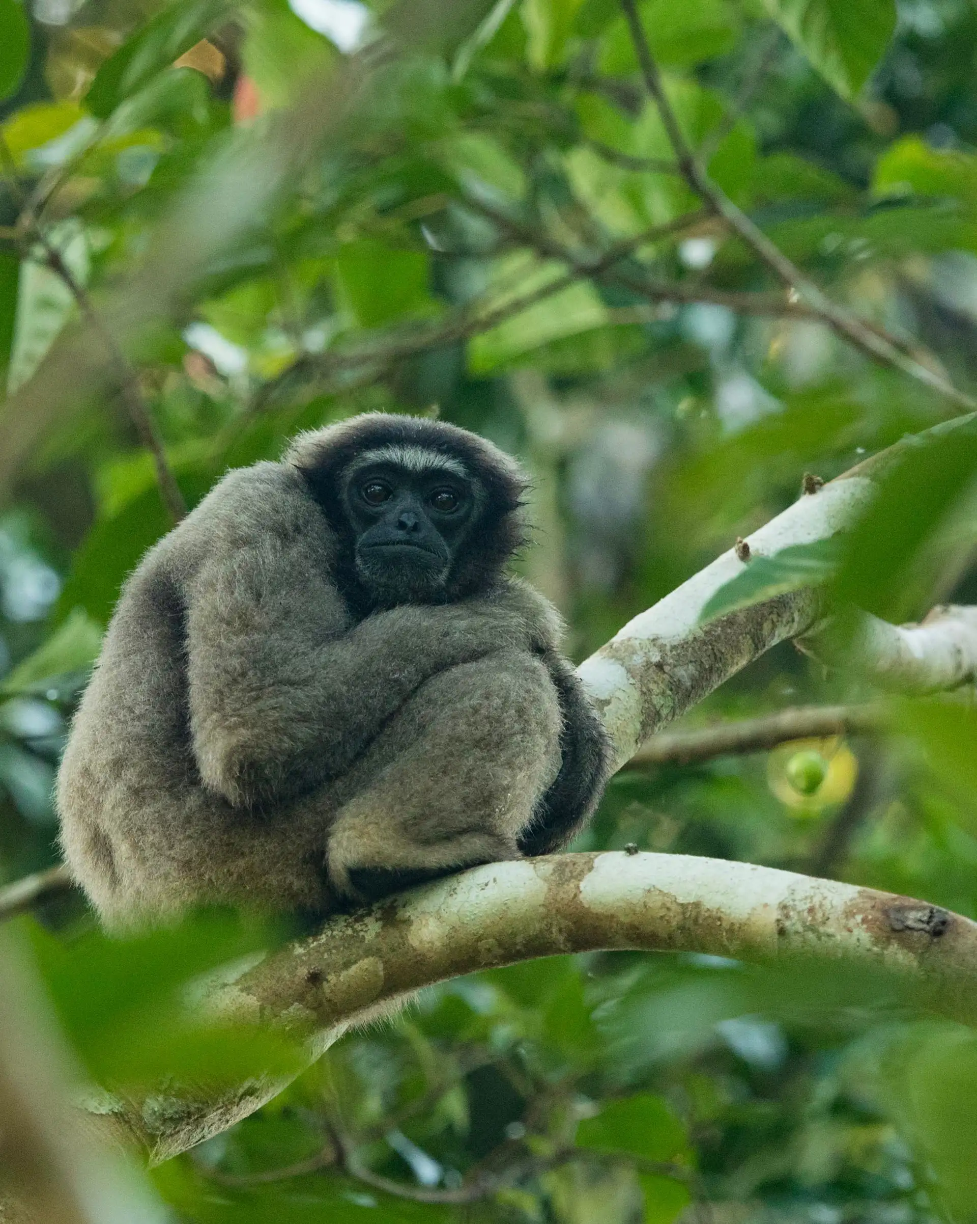 magnifique-vie-sauvage-borneo-singe