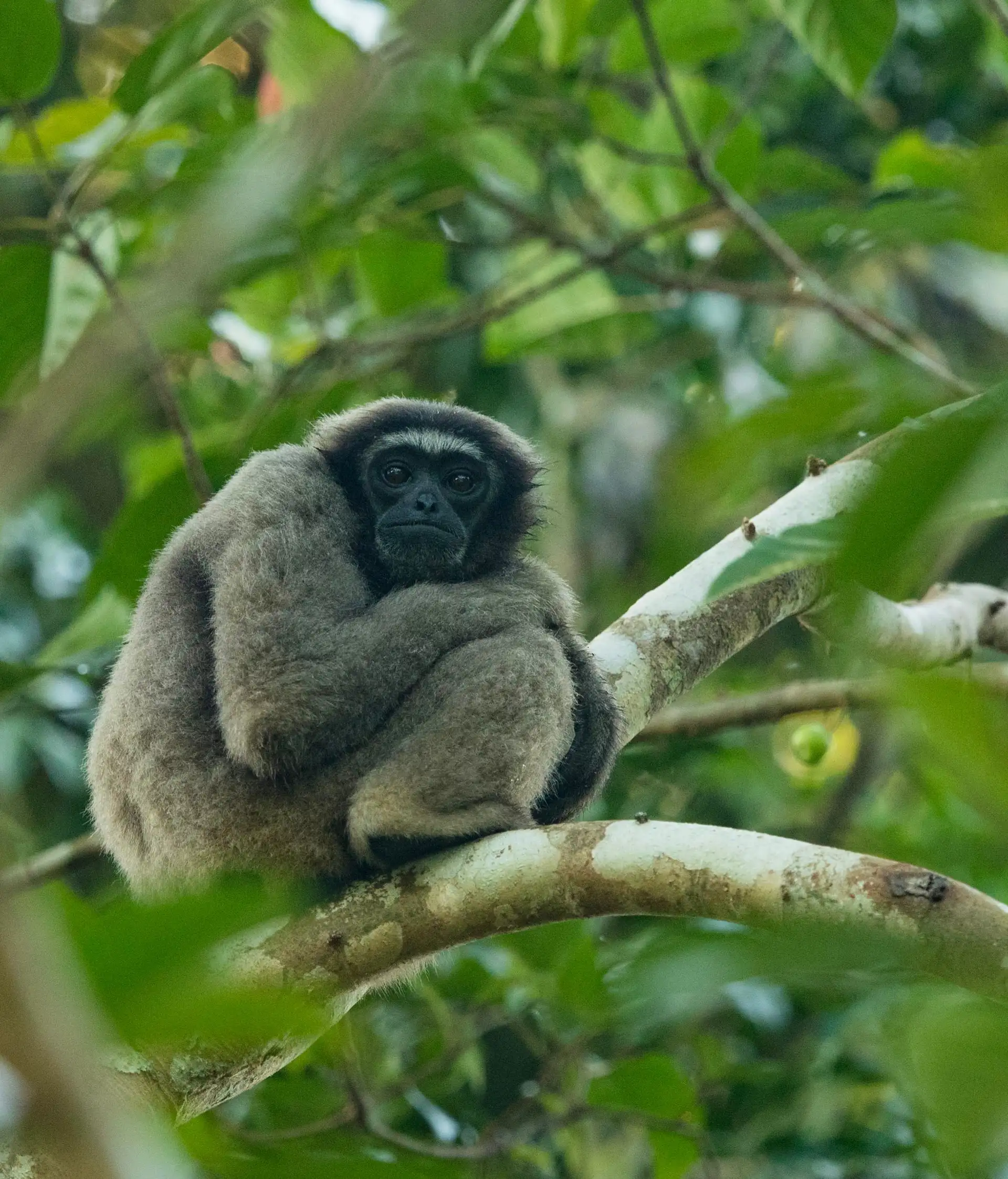 magnifique-vie-sauvage-borneo-singe