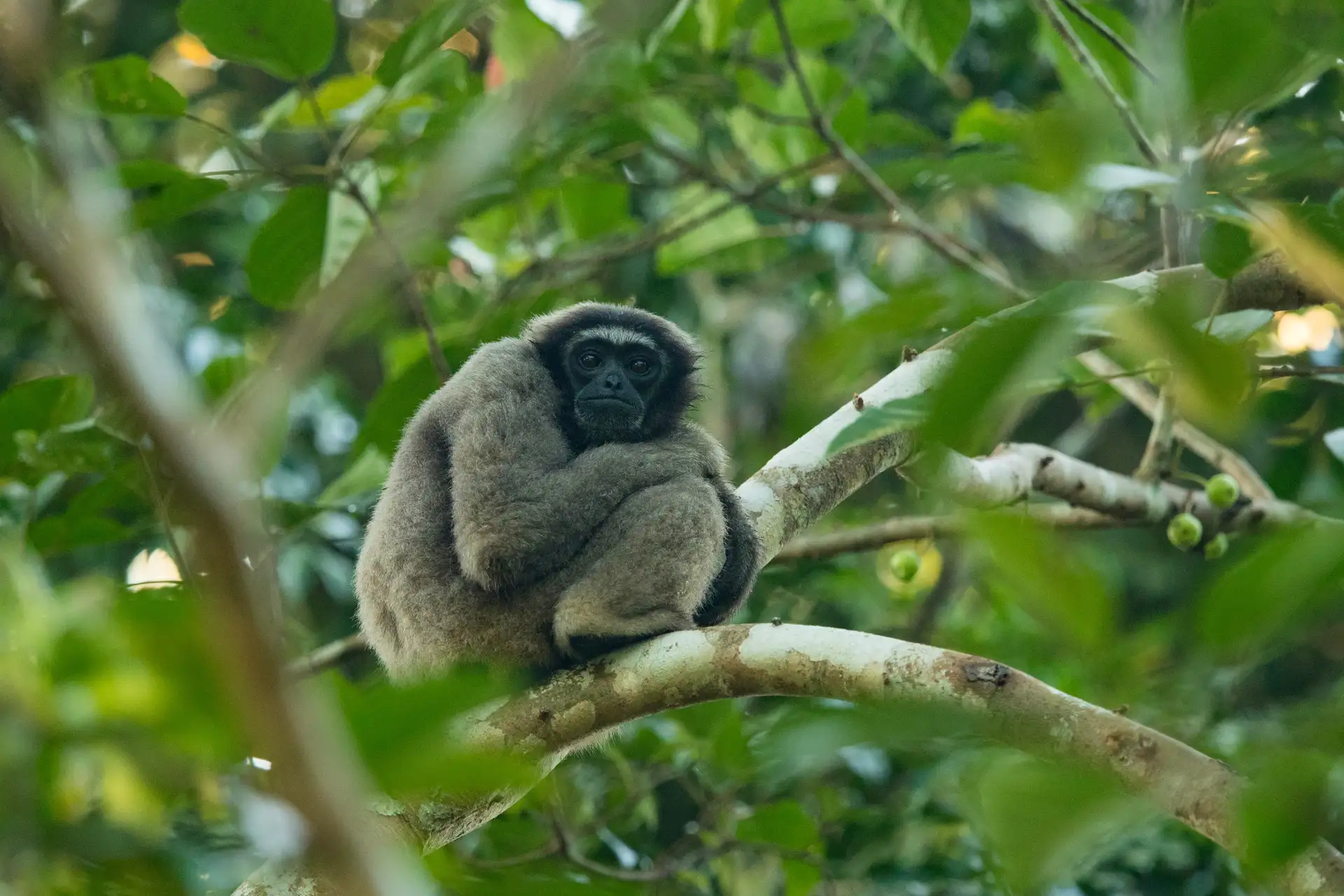 magnifique-vie-sauvage-borneo-singe