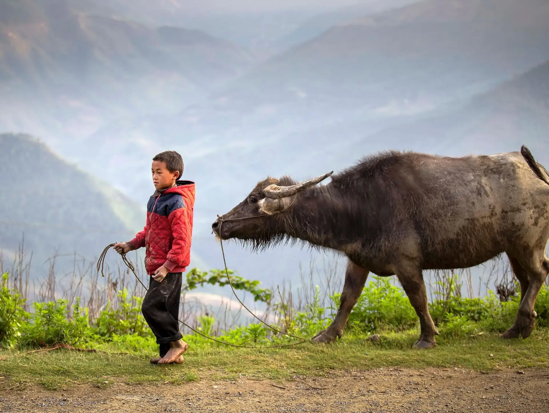 Quels animaux sauvages peut-on voir au Vietnam ? Le guide complet pour votre voyage