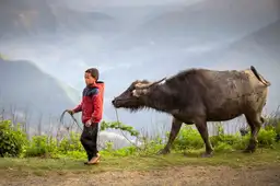 Un jeune garçon guide un buffle d'eau à travers les paysages ruraux et montagneux du Vietnam.