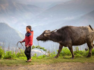 Quels animaux sauvages peut-on voir au Vietnam ? Le guide complet pour votre voyage
