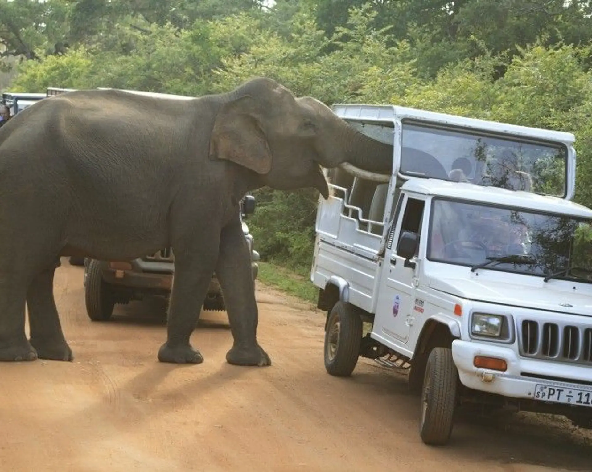 minneriya-nationalpark-perfekt-fur-safaris.htm
