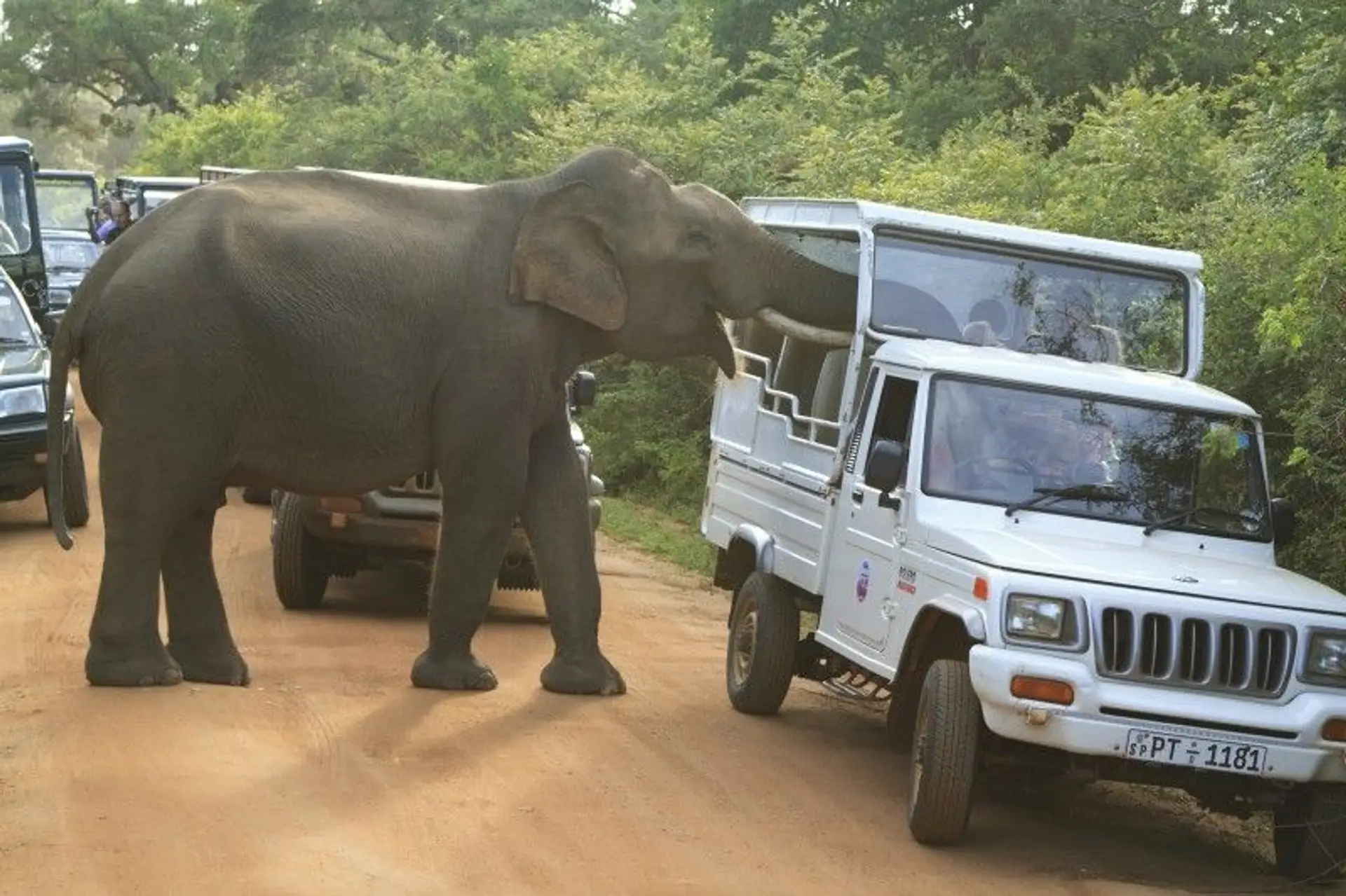 minneriya-nationalpark-perfekt-fur-safaris.htm