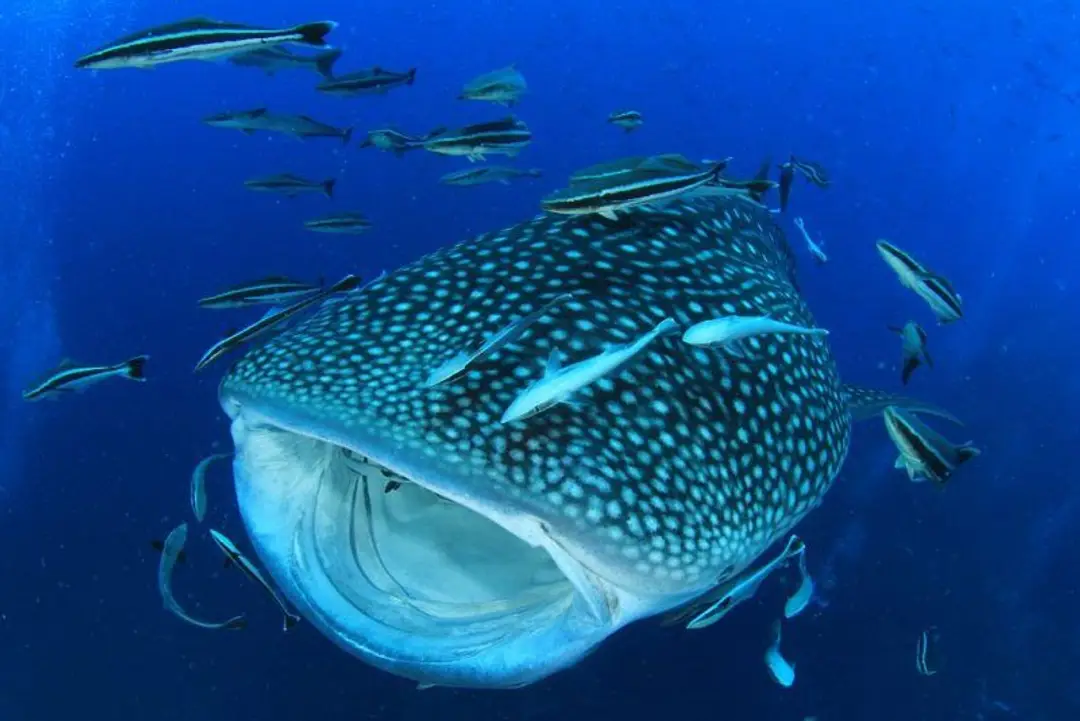 Rencontrez les fonds marins aux Philippines