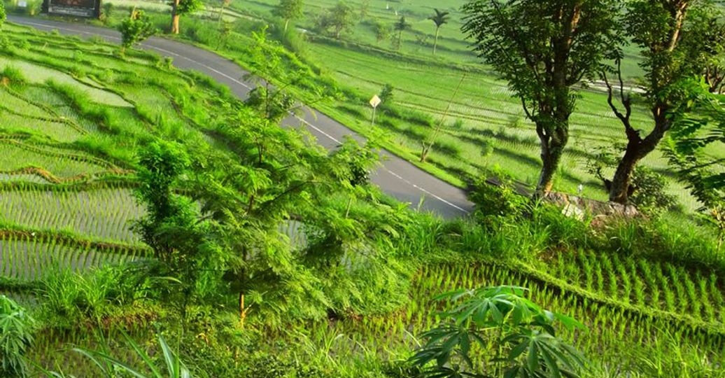 Travel in Asia - Lush green rice fields in Bali, between Ubud and Seminyak