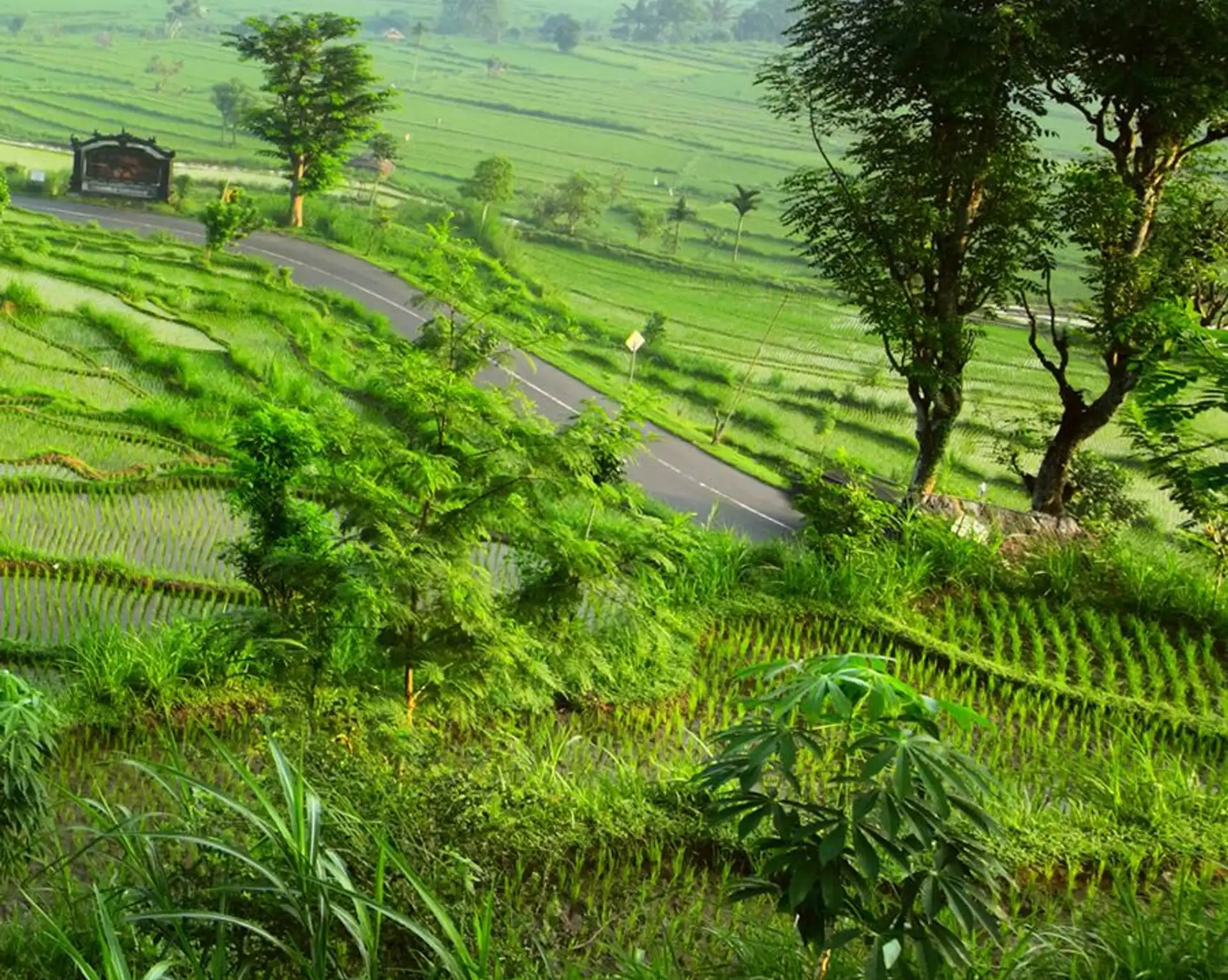 Travel in Asia - Lush green rice fields in Bali, between Ubud and Seminyak