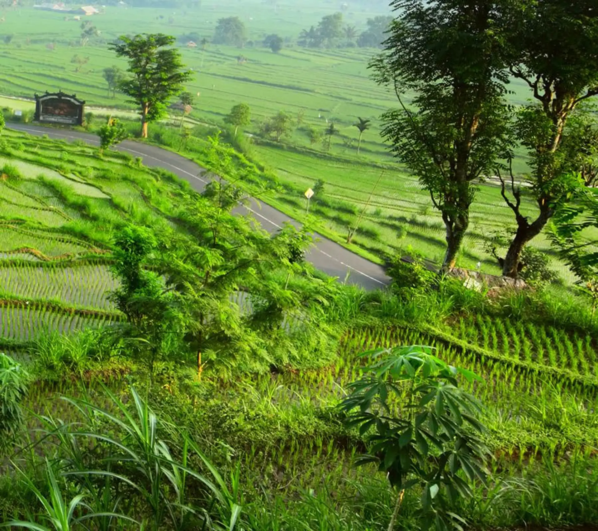 Travel in Asia - Lush green rice fields in Bali, between Ubud and Seminyak
