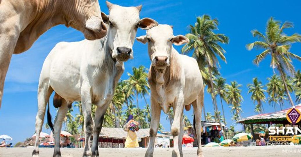 Voyage en Asie — vaches sacrées marchant sur une plage ensoleillée de Goa en Inde, entre palmiers et ambiance tropicale.