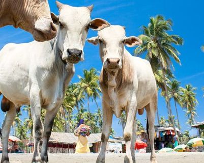 Voyage en Asie — vaches sacrées marchant sur une plage ensoleillée de Goa en Inde, entre palmiers et ambiance tropicale.