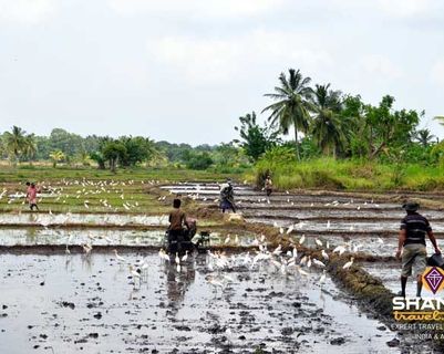 carnet-de-voyage-au-sri-lanka-2.htm