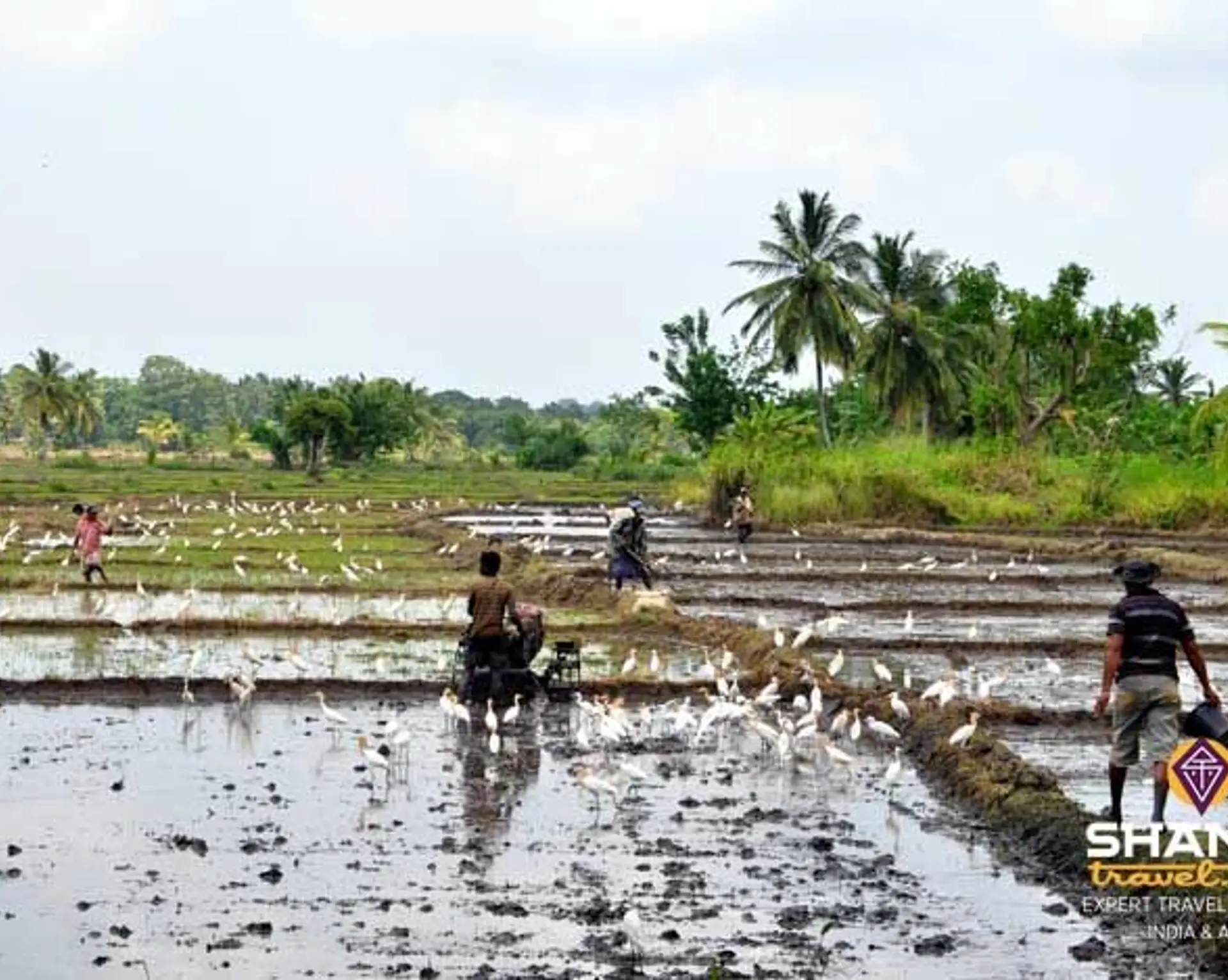 carnet-de-voyage-au-sri-lanka-2.htm