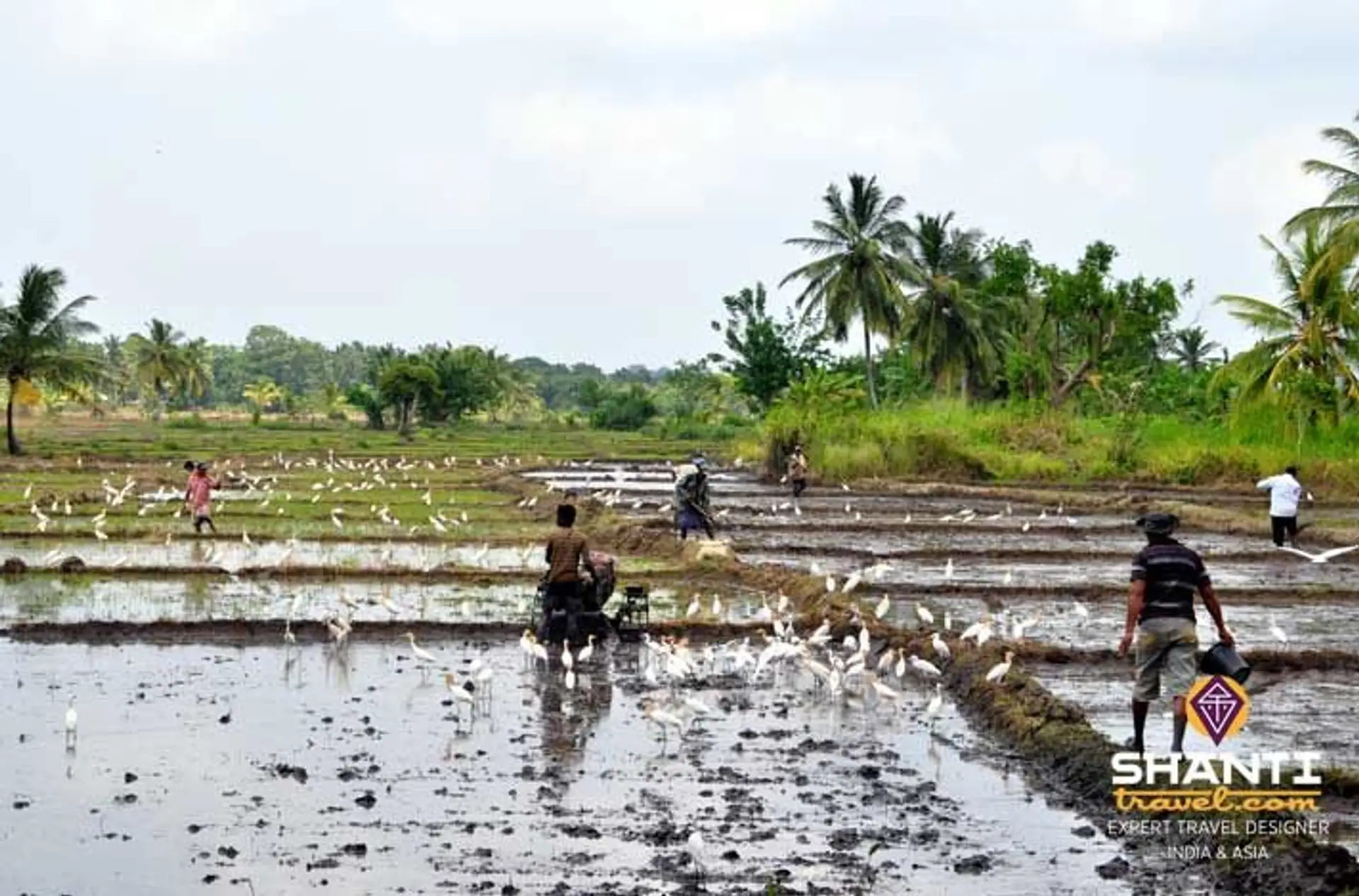 carnet-de-voyage-au-sri-lanka-2.htm