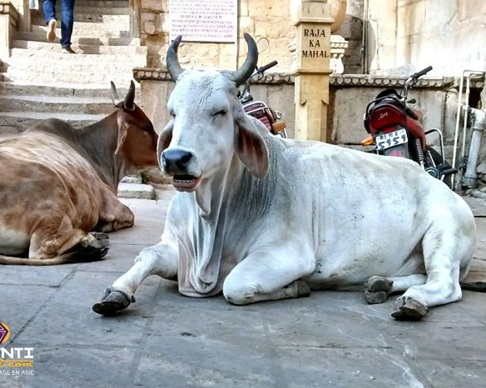 vache-sacree-indienne-gloire.htm