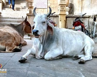 vache-sacree-indienne-gloire.htm
