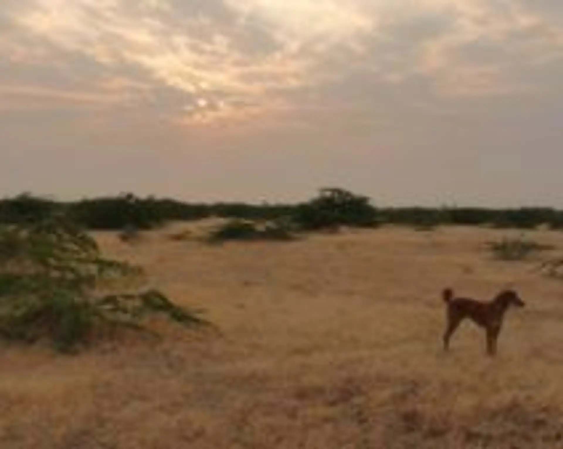 dasasa-et-le-little-rann-kutch-au-gujarat.htm