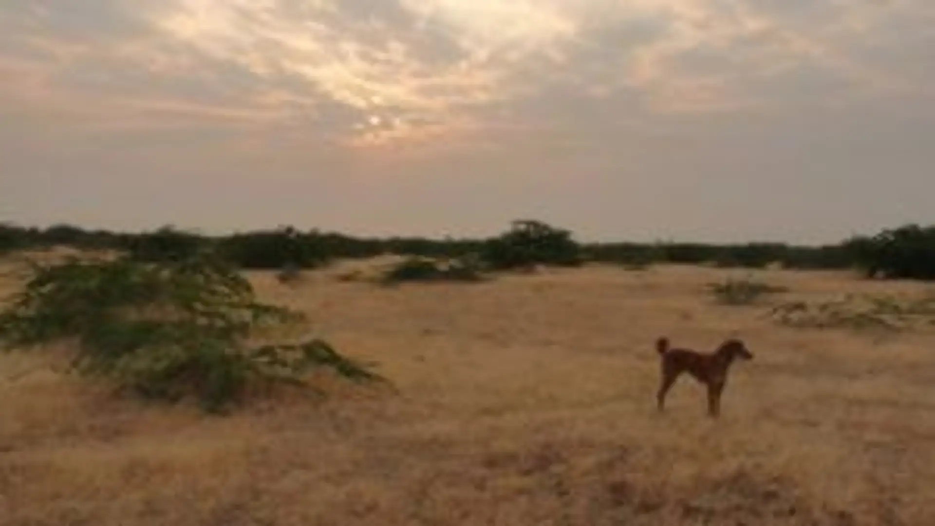 dasasa-et-le-little-rann-kutch-au-gujarat.htm