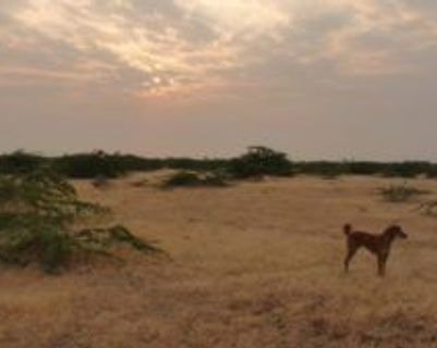 dasasa-et-le-little-rann-kutch-au-gujarat.htm