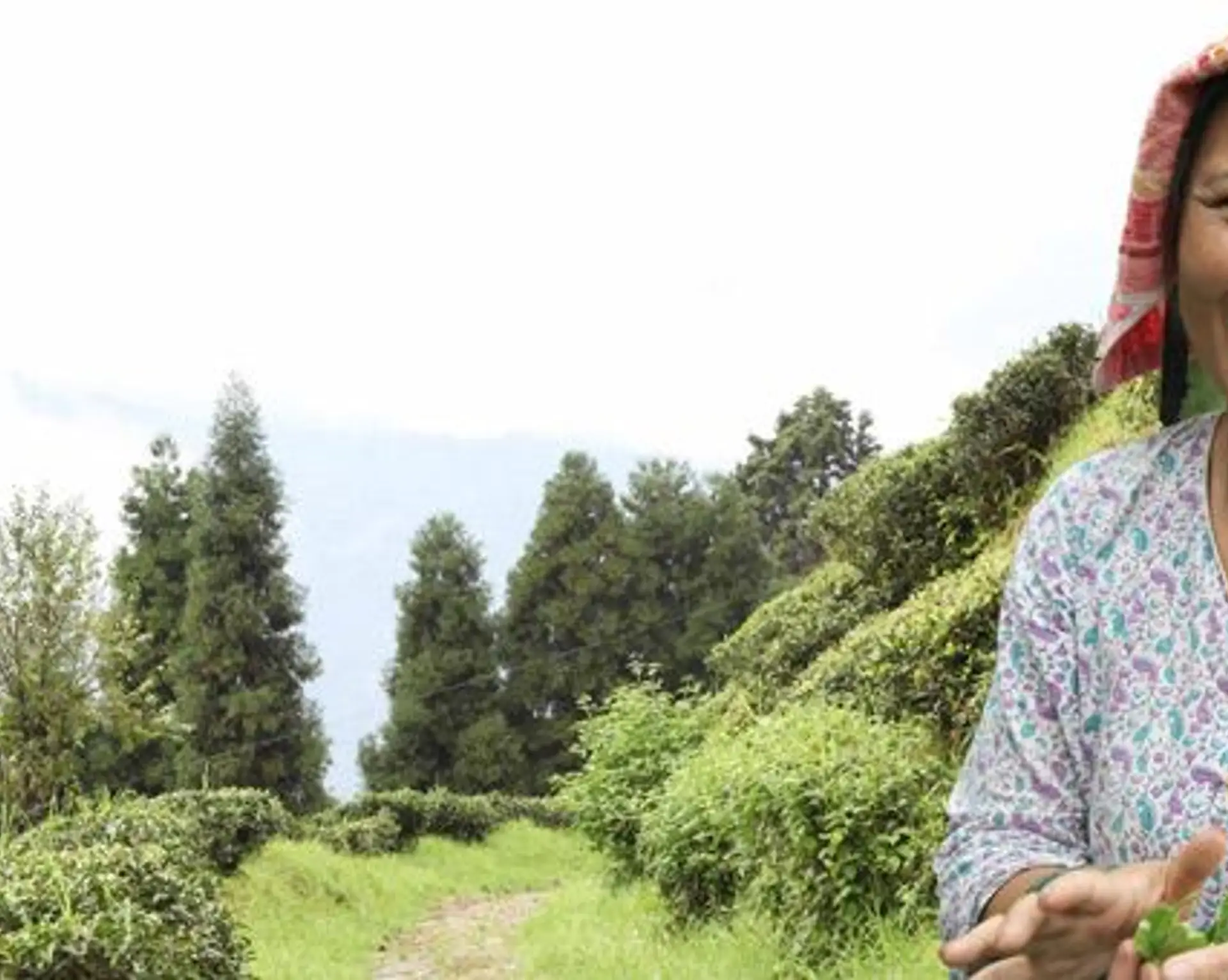 darjeeling-rencontre-petits-producteurs-the.htm