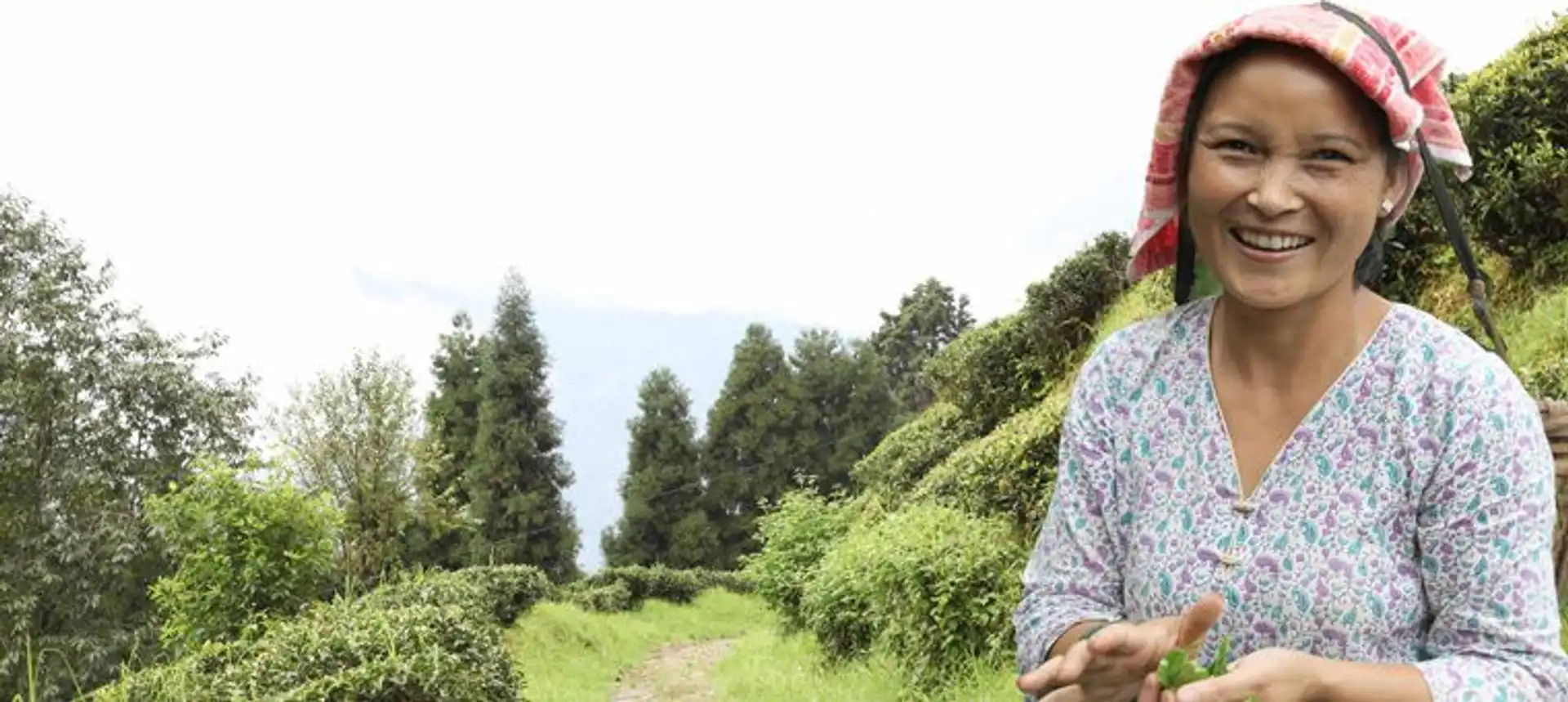 darjeeling-rencontre-petits-producteurs-the.htm